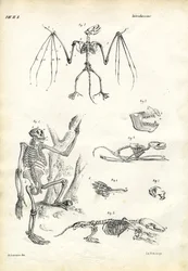 Pipistrello, 1863-79